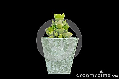 Cotyledon tomentosa bear paws succulent in a galvanised iron pot on black background Stock Photo