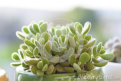 Cotyledon tomentosa Bears Paw succulent cactus plant in a flower pot. Stock Photo