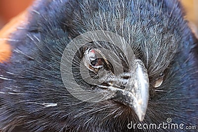 Coucals bird or crow pheasants closeup on white background Stock Photo
