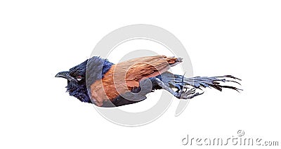 Coucals bird , Crow pheasants isolated on white background , clipping path Stock Photo