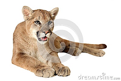 Cougar Stock Photo