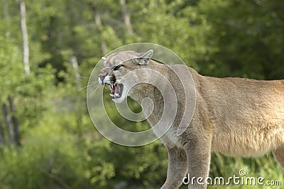 Cougar Stock Photo