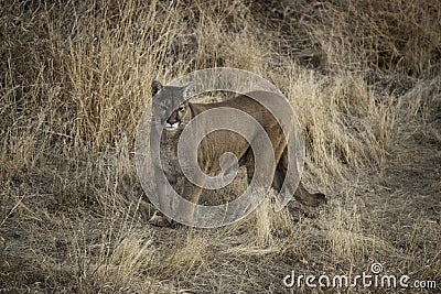 Cougar also called mountain lion, panther or puma hunting in a meadow in winter Colorado Stock Photo
