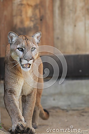 Cougar Stock Photo