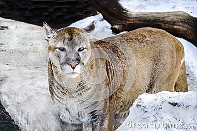 Cougar closeup at the zoo in early spring looks a warning look. Stock Photo