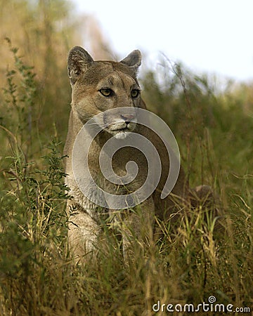 Cougar in grass Stock Photo