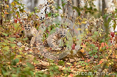 Cougar Kittens (Puma concolor) Looks Out From Amongst Weeds Autumn Stock Photo