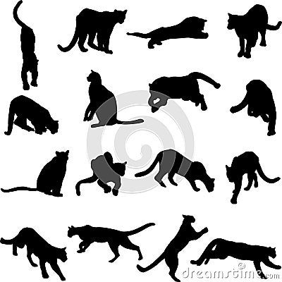 Cougar is North American largest cat. Vector Illustration