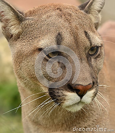 Cougar portrait Stock Photo