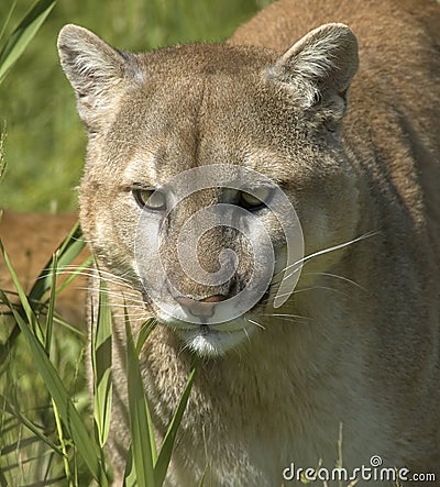 Cougar portrait Stock Photo