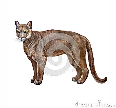 The cougar Puma concolor Cartoon Illustration