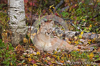Cougar Puma concolor Lies Next to Birch Tree Autumn Stock Photo