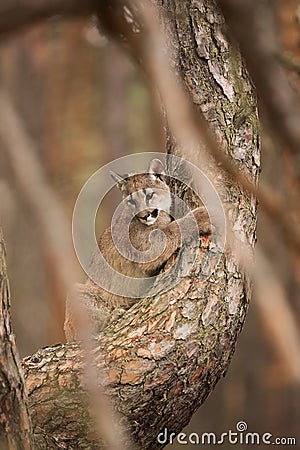 Young Cougar Puma concolor mountain lion hiding in a pine tree Stock Photo