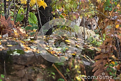 Cougar Puma concolor Stalks Hidden in Autumn Brush Stock Photo