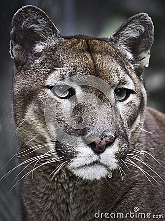 Cougar Puma Stock Photo