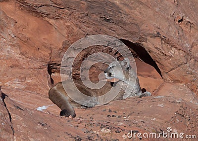 A cougar resting on red sandstone ledge in the morning sun while looking back over it`s shoulder. Stock Photo