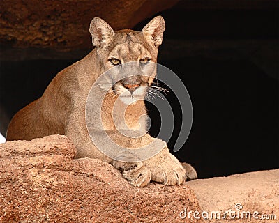 Cougar Resting Stock Photo