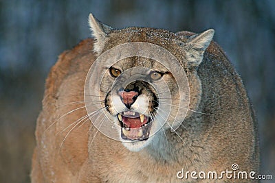 Cougar snarling, with bared teeth Stock Photo