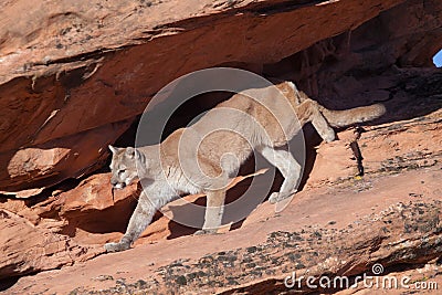 Cougar stepping down from a shadowed overhang into the morning light Stock Photo