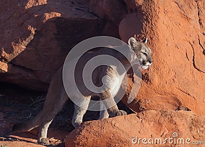 Cougar stepping into the morning sun Stock Photo