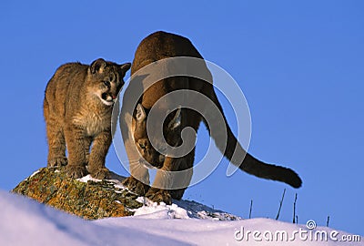 Cougar Teaching Her Cub How to Hunt Stock Photo