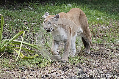 Cougar walking among the vegetation Stock Photo