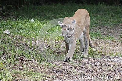 Cougar walking among the vegetation Stock Photo