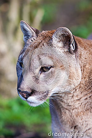 Cougar in woodland Stock Photo