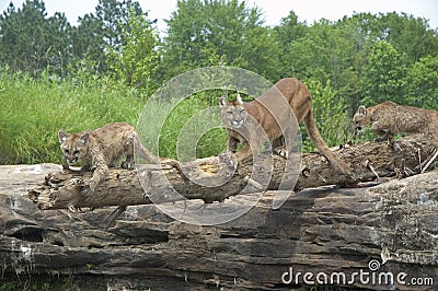 Cougars Stock Photo