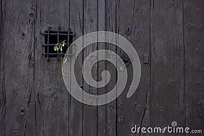 Dying flower placed on the grid of an old rustic door Stock Photo