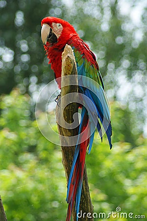 Coulourful Parrot enjoying life Stock Photo