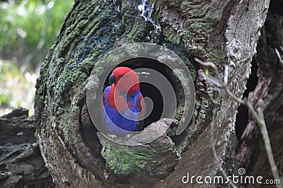 A Coulourful Parrot sits in a tree Editorial Stock Photo