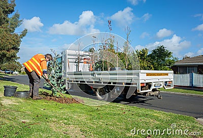 A council worker planting an Australian native tree on the nature stripe in a suburban street Editorial Stock Photo