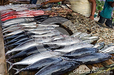 Counter with fish and seafood, a wide range of choices. Stock Photo