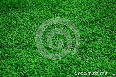 Countless fresh and green leaves Stock Photo