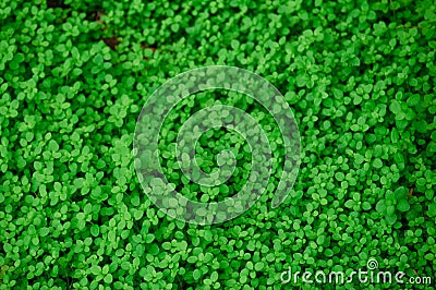 Countless fresh and green leaves Stock Photo