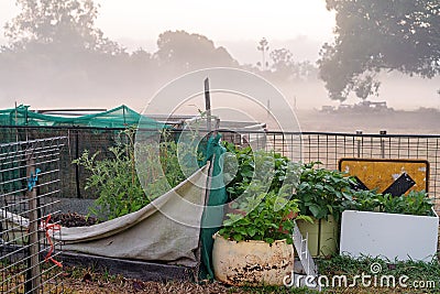 Backyard Vegetable Garden In Early Morning Fog Stock Photo