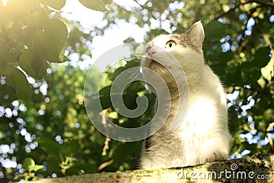 Country cat climbiing tree Stock Photo