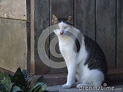 Mystical Contrasts: Grey, White, and Black Cat Posing Against a Rustic Wooden Wall Stock Photo