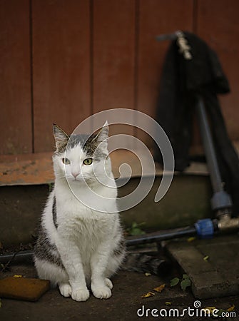 Country cat sit on summer wooden house background Stock Photo