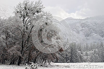 Country Christmas Stock Photo