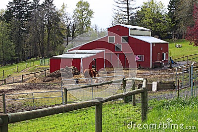 Country farm & animals. Stock Photo