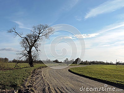 Country highroad and old tree , Lithuania Stock Photo