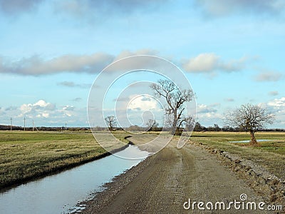 Country highroad and old trees , Lithuania Stock Photo