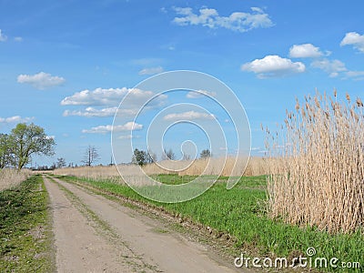 Country highroad and reed , Lithuania Stock Photo