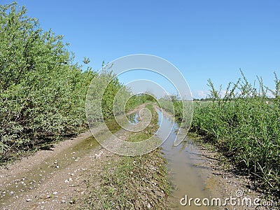 Country highroad with swamp , Lithuania Stock Photo