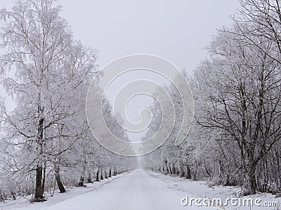 Country highroad and tree in frost , Lithuania Stock Photo