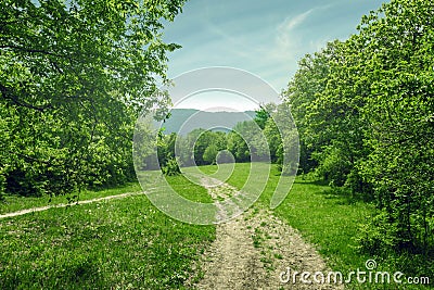 Country landscape, dirt road in the forest glade, sunny summer day Stock Photo