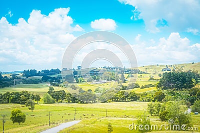 Country landscape with a herd of cows grazing in a lush green pasture of grass on a sunny summer afternooon. Stock Photo