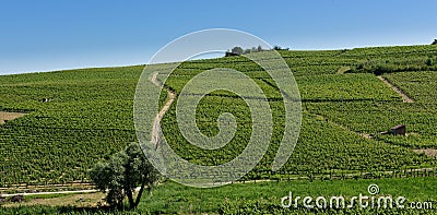 Country landscape of Monferrato Asti, Piedmont, Italy at summer, with vineyards Stock Photo